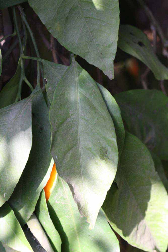              Unifoliolate leaf (Riverside, CA)       